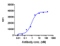 Anti-VEGFR2 / KDR / CD309 Reference Antibody (ramucirumab)